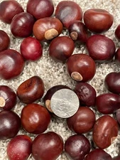 Buckeye Nuts Med Nickel Size from Central Ohio Dried Batch of 250 Great Quality!