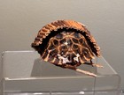 South African Witch Doctor’s Tribal Shell W/OSTRICH-ZULU XHOSA BOTSWANA Coll-70s — photo 5