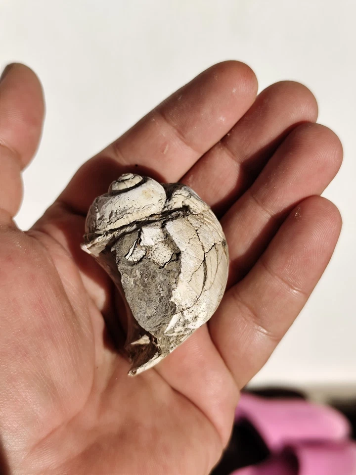 Very Rare Fossil Gastropod in Limestone Matrix – Cenozoic Era - Unpolished  - Image 2 of 4