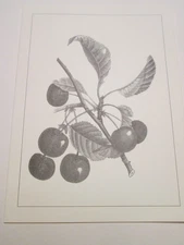 12 Botanical Themed Blank Note Cards NO Envelopes Cherry Cerasus