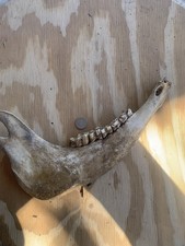 Fossilized Bison Jaw Bone