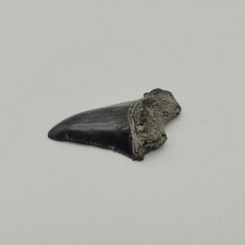 Fossil Megatooth Shark Tooth Carcharocles megalodon chubutensis Otodus - Picture 4 of 8