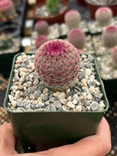 Arizona Rainbow Hedgehog Cactus 3" pot Live Plant Rooted Cactus Pink