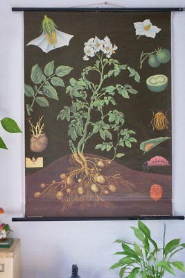 VINTAGE | SCHULWANDKARTE KARTOFFEL POTATO JUNG KOCH QUENTELL | SCHOOL CHART 
