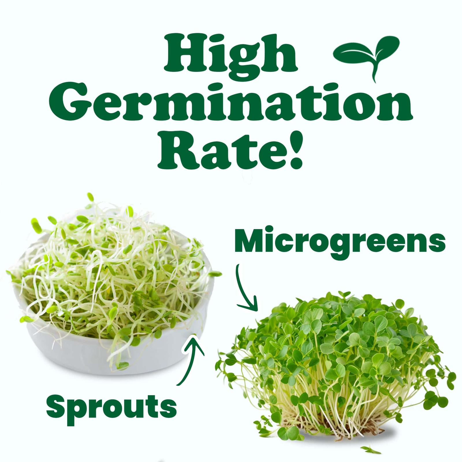 Organic Sprouting Seeds - Gift Box by Food to Live (Non-GMO,Kosher)