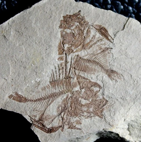 Capros radobojanus - Beautiful specimen. Two excellent fossil fish