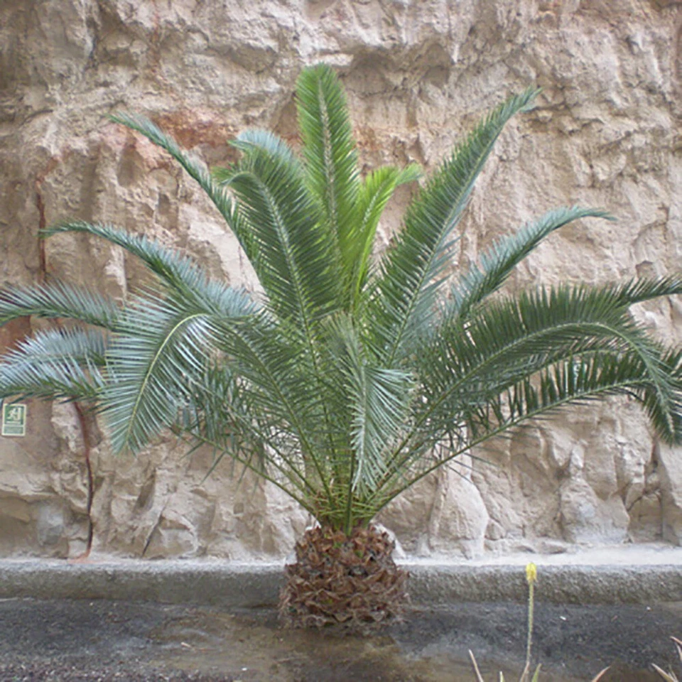 Palm Tree, Phoenix Canariensis, Canary Island, Evergreen, 55-75cm, 14cm Pot - Image 2 of 4