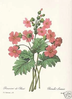 Schlüsselblume Primula sinensis FAKSIMILE Redoute 1833 - Bild 1 von 1
