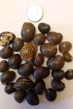 Sea Shells Periwinkle Craft/Jewellery Making Black/ Striped
