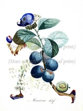 SALVADOR DALI Botanical Art Poster or Rolled Canvas Print "Prunier-hâtif"