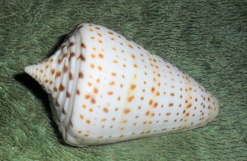 RA RFM 86333 Nice & Large Conus therriaulti Petuch 2013 58.2mm with operculum Tr