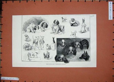 Original alter antiker Druck 1887 Spielzeug Hund Show Westminster Aquarium Haustiere Tiere