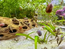 25+ High Grade Young Malaysian Trumpet Snails (various sizes)