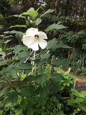WHITE Cherry Ctr. Perennial Hibiscus Over 100+ Seeds USA Seller