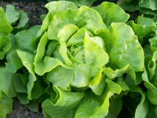 2,000+ Butterhead / Butter Crunch Bibb Lettuce Seeds - 2025 Season from Florida