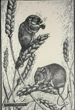HARVEST MOUSE MICE Print of a Woodcut by NEAVE PARKER Vintage