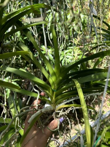 V. Tubtim Velvet X V. Nakornsawan Belle , White Two Tone Vanda Orchid BS - Picture 4 of 4