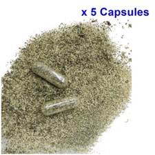 Fish Food Betta Live MOINA MACROCOPA CYSTS EGGS Natural Feed Discus Guppy 5 Caps