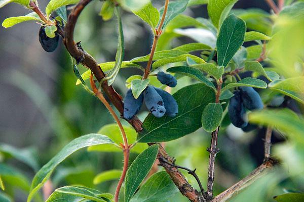 Lonicera caerulea var. edulis | Fly or Blue Honeysuckle | 10 Seeds | eBay
