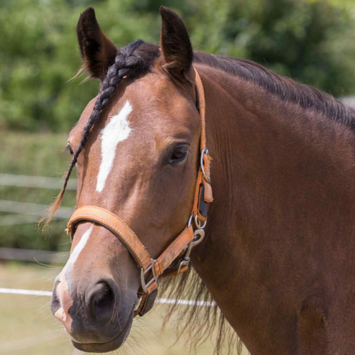 Muselières de pâturage | GS Équestre - Taggué shires - GS Equestrian