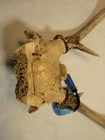 Whitetail Deer Antlers,  Deer Tag on Horn,  12 Inches Tall, 11 Inchs Wide, A — photo 2