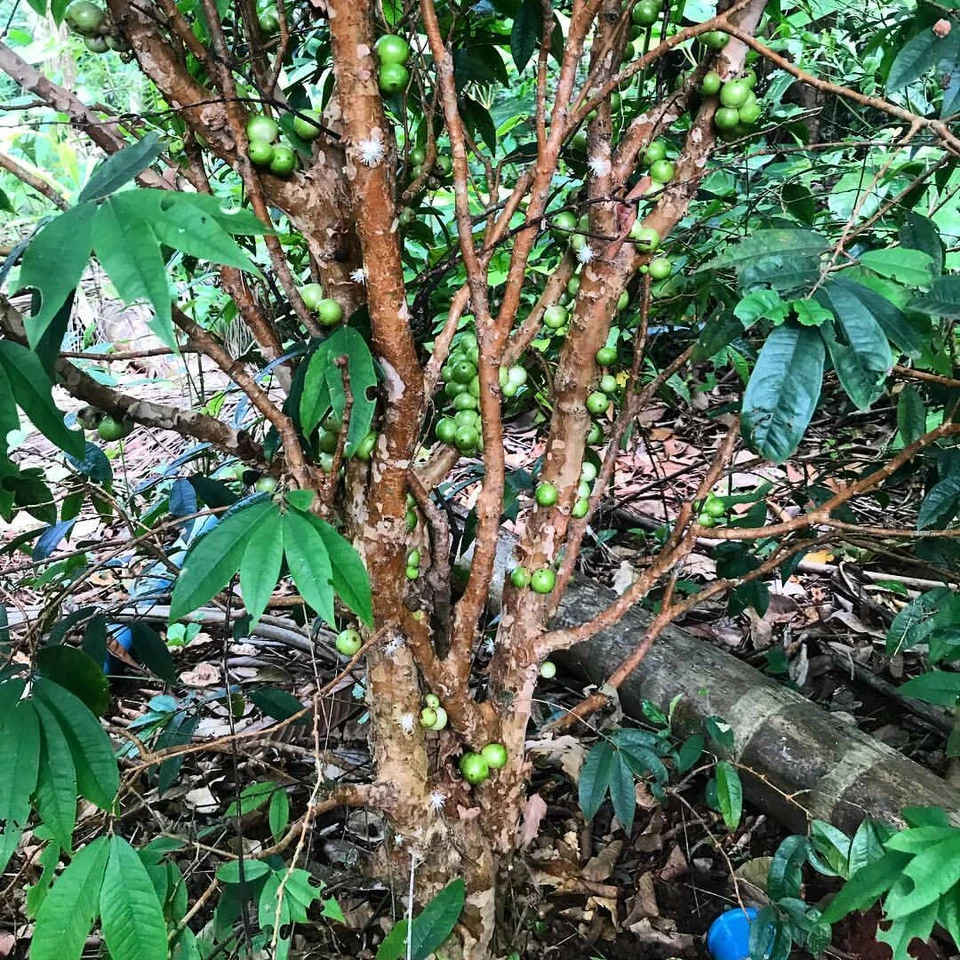 ~White Jaboticaba~ Plinia Pitrantha Branca Brazilian Grape Fruit Tree sml Plant - Image 4 of 4