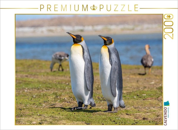 Calvendo Puzzle KöNigspinguine / King Penguins 2000 Teile Puzzle Quer | 2000 Tei-image