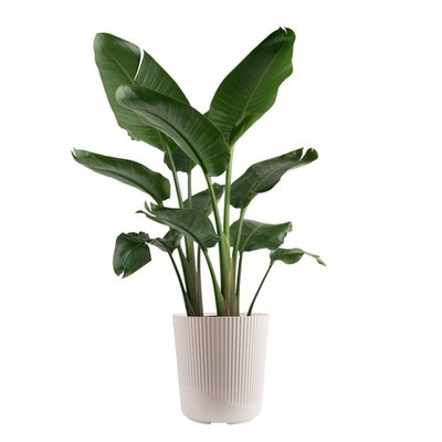 White Bird of Paradise Live Plant in Decorative Pot, Large Indoor Houseplant,...