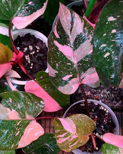Philodendron Pink Princess Free Phytosanitary Certificate
