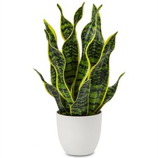 Artificial Snake Plant Potted Faux Sansevieria Trifasciata Plants, 16.5" Trop...