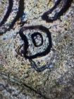 1954-D WHEAT CENT RPM-003, ODV-015 DOUBLE, On Bu Penny
