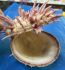 vintage spondylus, thorny oyster. Collectible Natural Specimen Sea Shell — photo 9