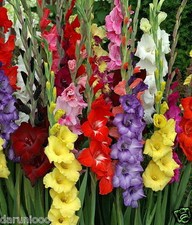 10 GLADIOLI MIXED GARDENING BULBS CORM GLADIOLUS SPRING SUMMER FLOWER PERENNIAL