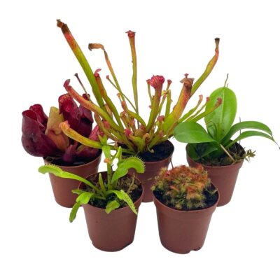 aurelia plant Renee's Garden Bolognese Basil Aurelia Seeds main image 0