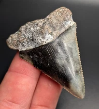 Rare Massive 2.05" Great White Shark Tooth From Inland Florida