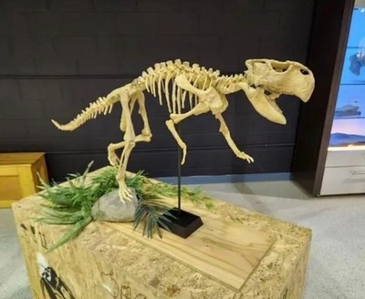 1:1 Lifesize Psittacosaurus Skelett 3D Printed - White PLA Dinosaur Replica