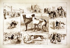 GREYHOUND COURSING MEETING at ALTCAR - WATERLOO CUP - DOG ART PRINT "Engraving"