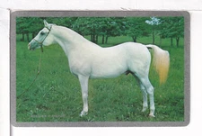 Single Vintage ID Named Animals, Horses, "Arabian-Indraff", Playing Card HB 1-2A