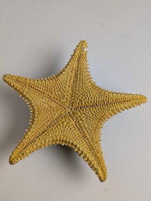 Large 12'' Natural Horned Sea Star - Dried Chocolate Chip Starfish Specimen