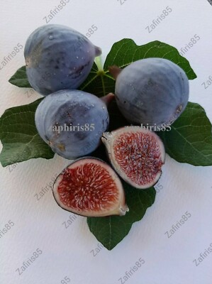 2x ''Napolitana Negra'' Feigenbaum Steckling schwarz Figur aus ZYPERN