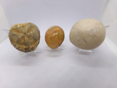 Konvolut 3 verschiedene fossile Seeigel