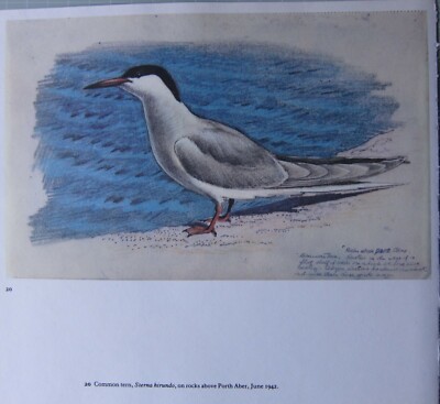 BEAUTIFUL TUNNICLIFFE BIRD PRINT ~ COMMON TERN 
