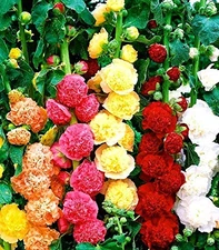 Hollyhock Double Flower Seed Mix Multicolor Terry Mallow Malva Alcea Rosea Cl...