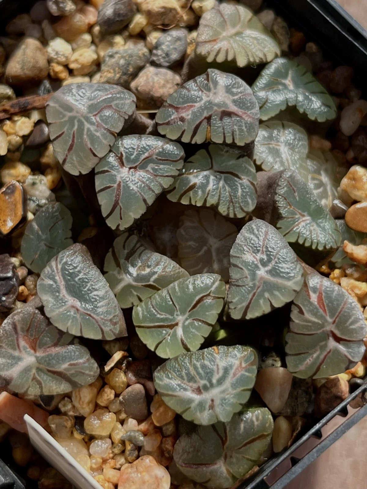 Haworthia maughanii ‘Murasaki’ nice Succulent plant 5
Opens in a new window or tab