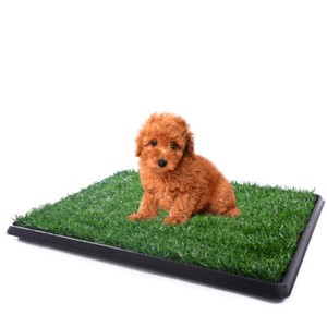 training grass pad