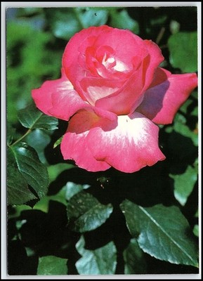 Vintage Chrom Postkarte Bulgarien Rosa Rose Blume Happy Spring L. Tsanko... K166