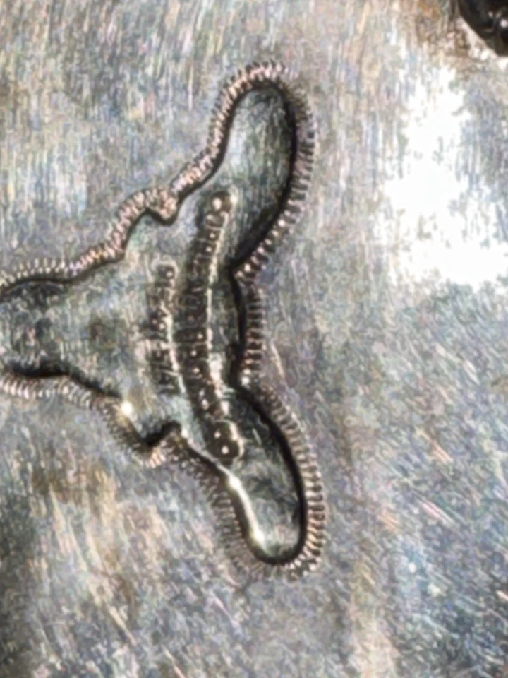 Hebilla de cinturón Header Roping Champion 2012 Corriente Buckle Co. Hecho en EE. UU. Foto 4 de 4