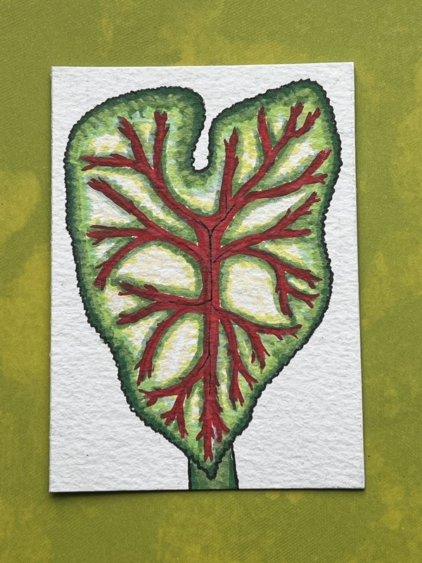 ACEO 2.5x3.5" Original Botanical "Red & Green Caladium Leaf" Acrylic 2026