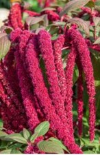 Amaranth Love Lies Bleeding Seeds, Inca Wheat, Tassel Flower, NON-GMO, FREE SHIP