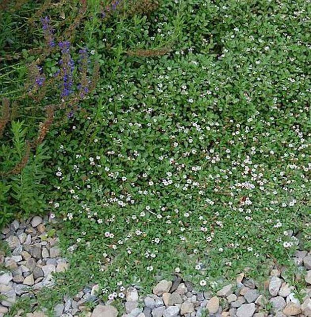 Teppich Verbene Lippia Nodiflora Gunstig Kaufen Ebay
